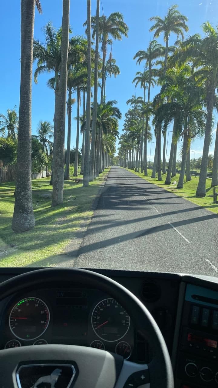 Vue depuis la cabine de l'autocar sur l'allée de palmiers royaux (allée Dumanoir), en Guadeloupe.